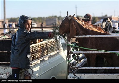 اهدای لوازم منزل و دام به سیل زدگان تحت پوشش کمیته امداد - کرمان