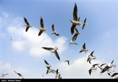 ابلاغ برنامه آمادگی برای پاسخ احتمال شیوع بیماری آنفلوآنزای فوق حاد پرندگان