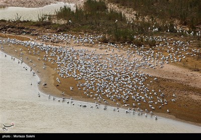 پرندگان مهاجر در رودخانه کارون اهواز