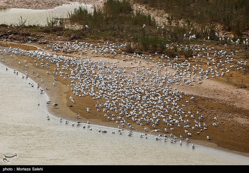 پرندگان مهاجر در رودخانه کارون اهواز