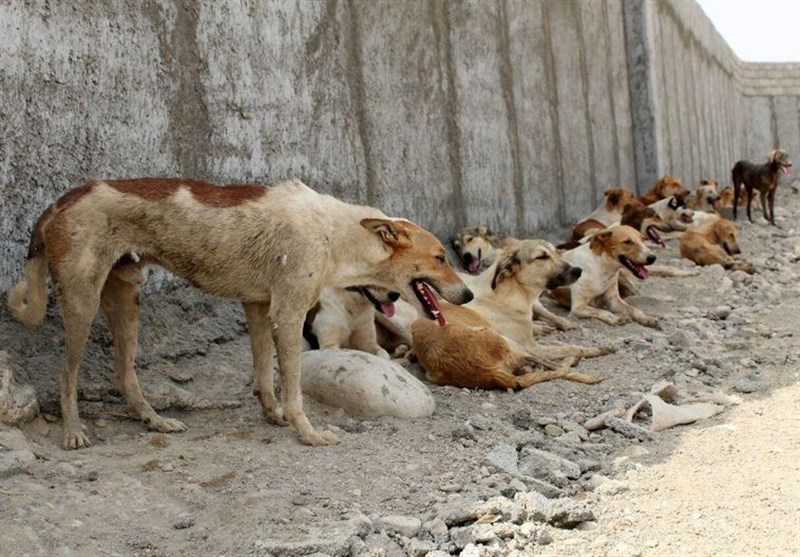 ثبت 400 مورد حیوان گزیدگی در سیستان و بلوچستان/ یک نفر در پی هاری درگذشت