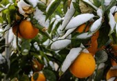 هواشناسی ایران 1400/11/16؛ پیش‌بینی بارش‌های سنگین در 11 استان/ هشدار یخ‌زدگی محصولات کشاورزی