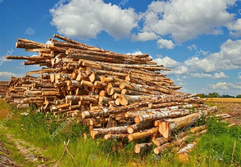 45 تن چوب آلات جنگلی قاچاق در مازندران کشف شد