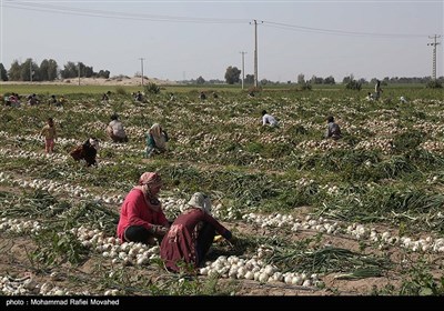 برداشت پیاز در جنوب استان کرمان