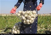 محصولات کشاورزی آب بر خارج از الگوی کشت مشمول عوارض سنگین می‌شود