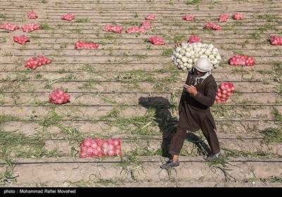 برداشت پیاز در جنوب استان کرمان