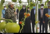 عضو کمیسیون کشاورزی مجلس: ایران پس از انقلاب در تولید محصولات کشاورزی 4 برابر رشد داشت