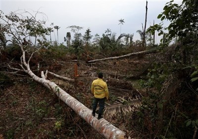  جنگل‌زدایی بی‌سابقه در آمازون 