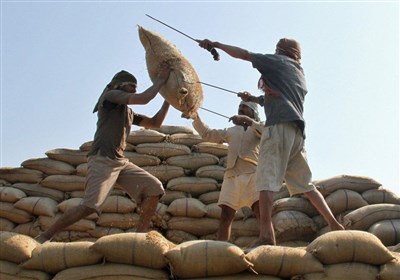  توقف واردات برنج کارخانه‌های فرآوری را در آستانه تعطیلی قرار داد 