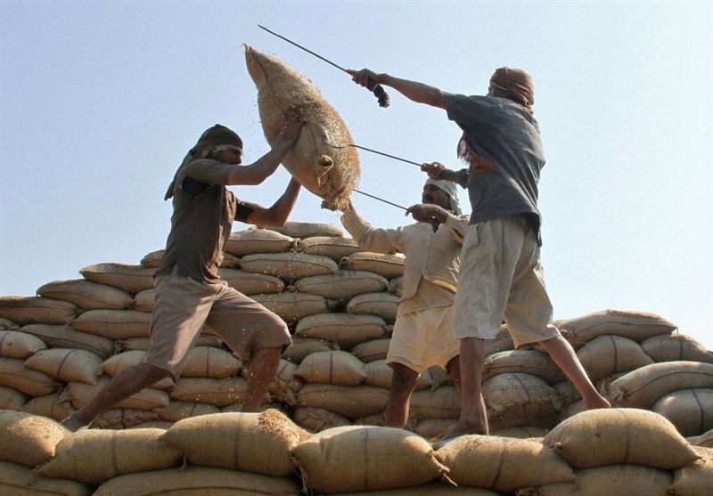 واردات برنج هندی با کاهش 40 درصدی به 544 میلیون دلار رسید