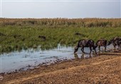 اعزام هواپیمای آب‌پاش به خوزستان برای مهار آتش‌ هورالعظیم