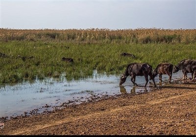 خوزستان،استاندار،حريق،عراقي،بحران،مديريت