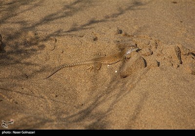 کویر ابوغویر - دهلران