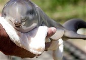 مرگ یک ماهی در حال انقراض در سواحل کیش + فیلم