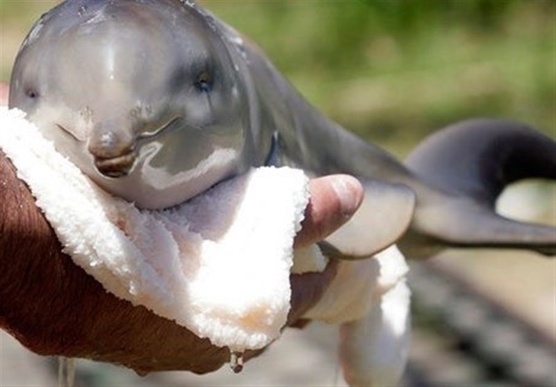 مرگ یک ماهی در حال انقراض در سواحل کیش + فیلم