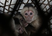 کشتار بی‌رحمانه میمون‌ها دست‌مایه فخرفروشی انسان‌ها!/ خطر انتقال بیماری‌های &quot;غیرقابل درمان&quot; از سوی میمون رزوس+ عکس