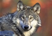 تعیین جایزه 22 هزار دلاری برای یابنده شکارچی گرگ‌ها!