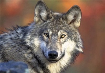   تعیین جایزه ۲۲ هزار دلاری برای یابنده شکارچی گرگ‌ها! 