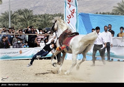 دومین فستیوال کشوری اسبان اصیل ایرانی - جم