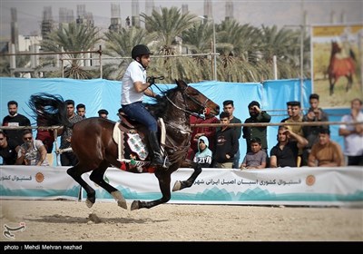 دومین فستیوال کشوری اسبان اصیل ایرانی - جم