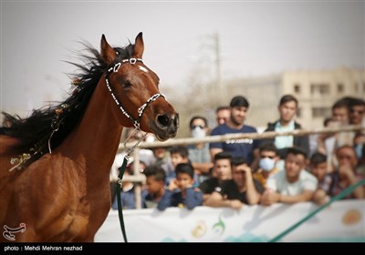 دومین فستیوال کشوری اسبان اصیل ایرانی - جم