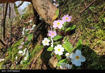 شکوفه های زمستانی رودسر - گیلان