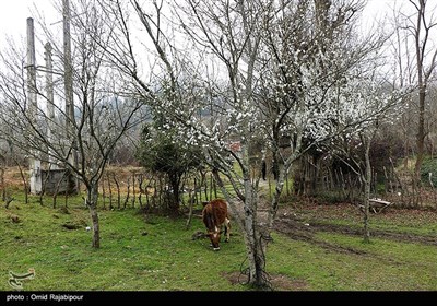 شکوفه های زمستانی رودسر - گیلان