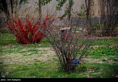 سرزمین مادری / باغ ارم شیراز 