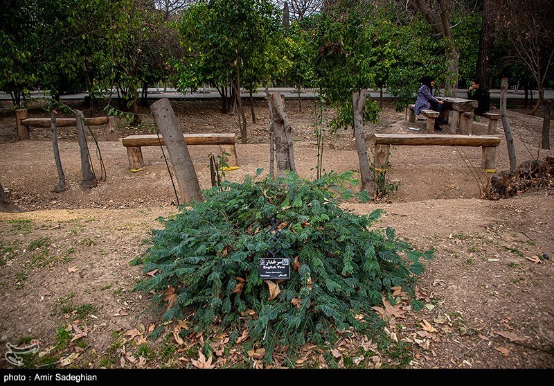 سرزمین مادری / باغ ارم شیراز 