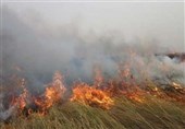 آتش‌سوزی عمدی در تالاب انزلی 10 هکتار از اراضی را طعمه حریق کرد + فیلم