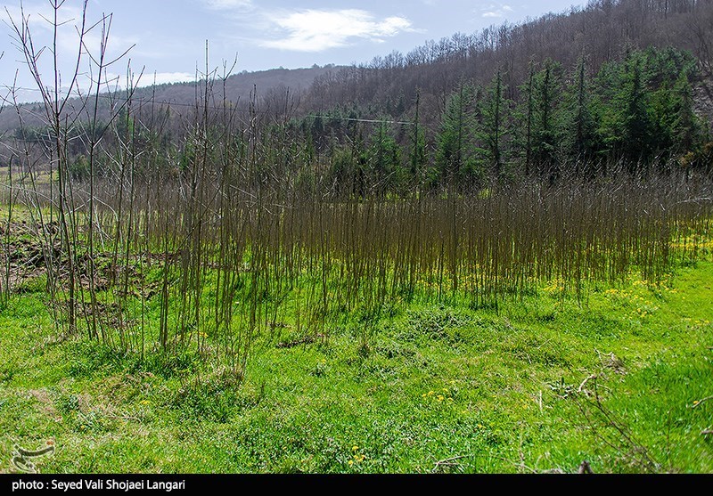 کاشت 10 میلیون درخت در استان چهارمحال و بختیاری