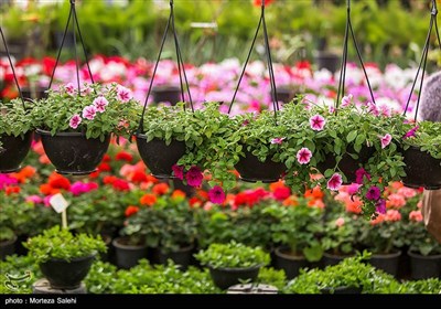 بازار گل و گیاه در آستانه نوروز - اصفهان
