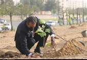 42 هزار درخت و درختچه در شهر کرمانشاه کاشته می‌شود