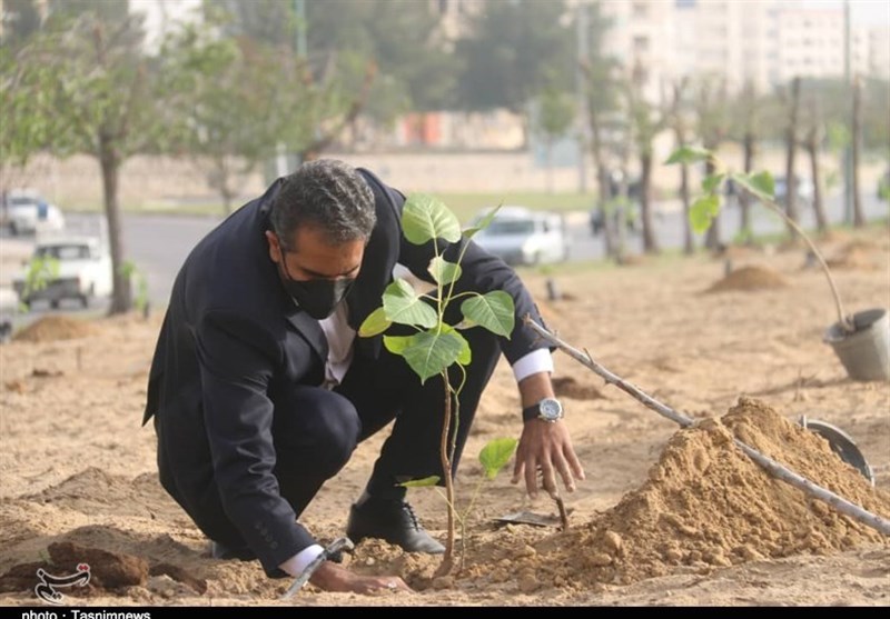 42 هزار درخت و درختچه در شهر کرمانشاه کاشته می‌شود