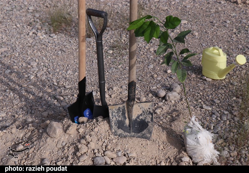 هدف‌گذاری کاشت 14 میلیون اصله درخت در سیستان و بلوچستان