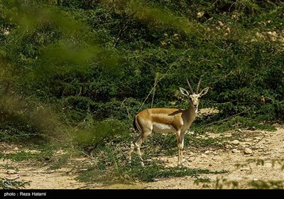 سرزمن مادری / جزیره خارک