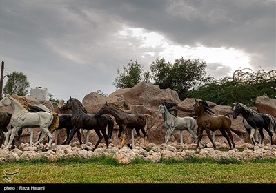 مناظر شهری جزیره خارگ