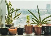 گیاهان خانگی حدود 20درصد دی‌اکسید نیتروژن را کاهش می‌دهند