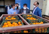 کمبود میوه شب عید در استان کرمان نداریم