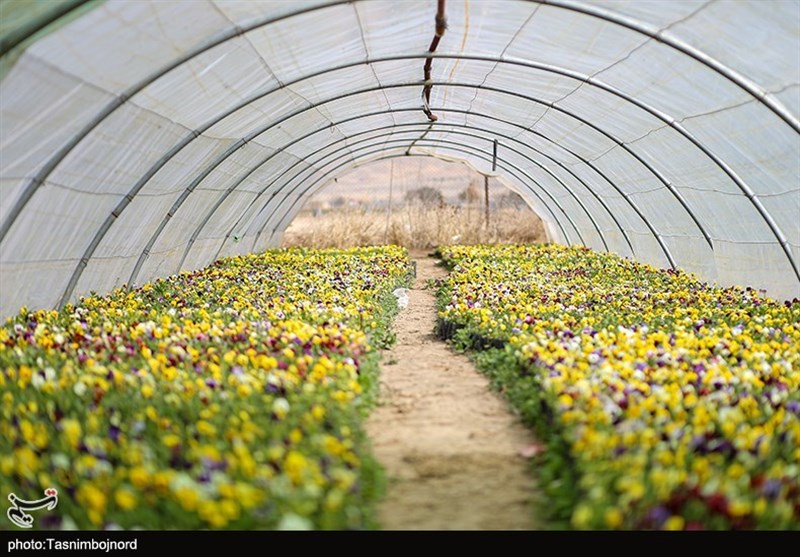 احداث 5 هزار هکتار گلخانه جدید در هرمزگان /‌ تشکیل کنسرسیوم صادراتی محصولات گلخانه‌ای