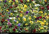 گزارش تسنیم جواب داد/مشکل برق گلخانههای عباسآباد برطرف شد
