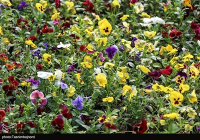 روستاي،روستا،برق،پروژه،تسنيم،نطنز،شهرستان،كشاورزي،اجرايي،يزل ...