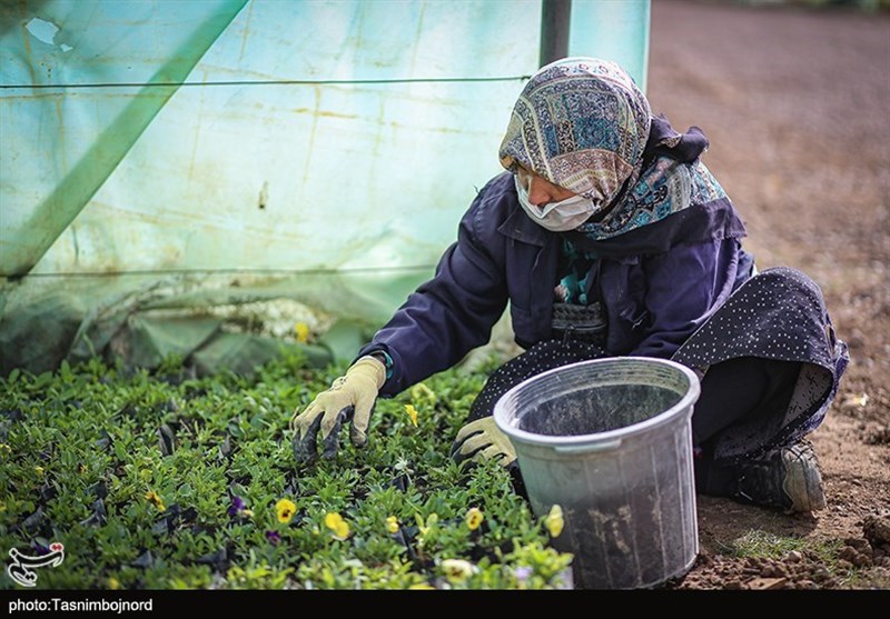 سطح گلخانه‌های استان کرمانشاه به 3 برابر افزایش می‌یابد