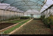 ایجاد 15000 مترمربع گلخانه جدید در کاشان