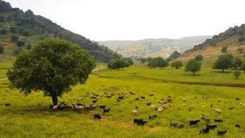 "گچساران" جلوه‌گاه تمام عیار طبیعت زیبای خدادادی زاگرس 7