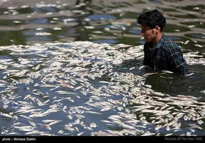 مرگ هزاران ماهی در زاینده رود اصفهان