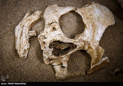 رونمایی از محتوای جدید موزه هفت‌تپه