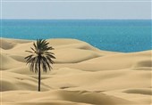 قطع تک درخت زیبای ساحل «دَرَک» بلوچستان/ مردم درخت نخل جدیدی جایگزین کردند+ عکس