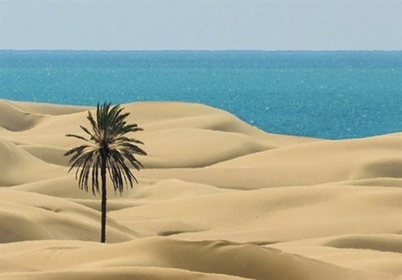 قطع تک درخت زیبای ساحل «دَرَک» بلوچستان/ مردم درخت نخل جدیدی جایگزین کردند+ عکس
