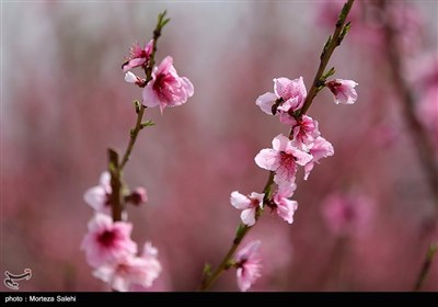 براعم الربيع - اصفهان
